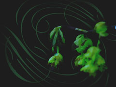 PLANTS 2