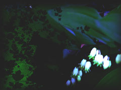 PLANTS 3