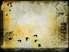 CITY BIRDS 1