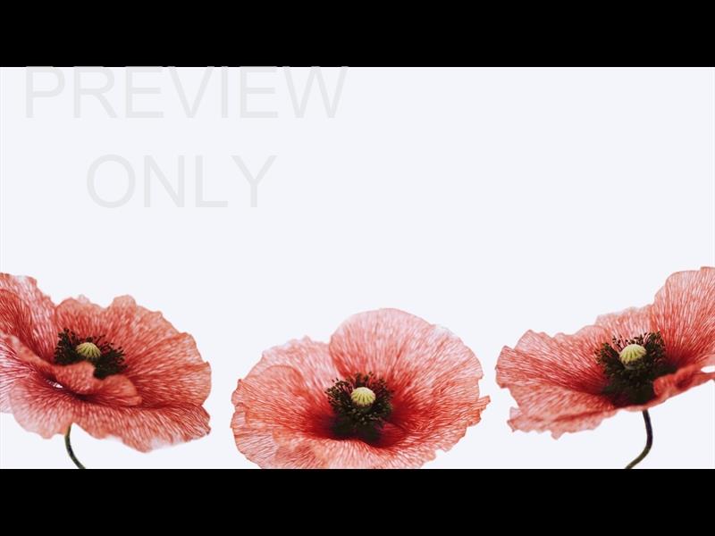 PATRIOTIC POPPIES: MEMORIAL DAY TITLE 3 STILL