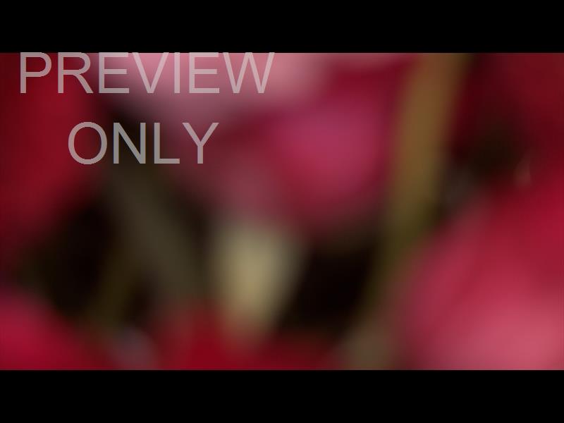 SPRING FLORALS: 2 STILL