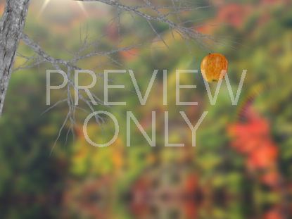 THE APPLE VISUALIZATION 3 STILL