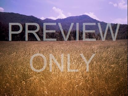 AMBER FIELDS 13 STILL