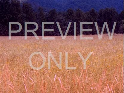 AMBER FIELDS 2 STILL