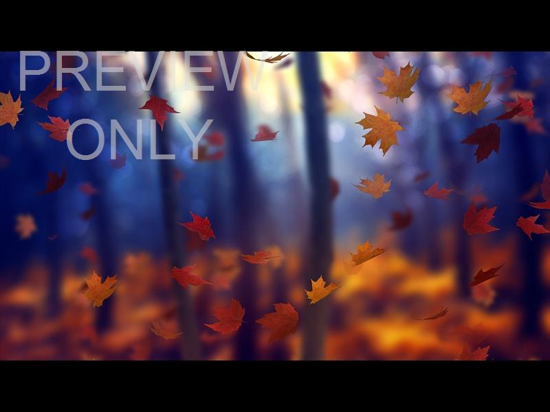 FALL WOODS 1 STILL