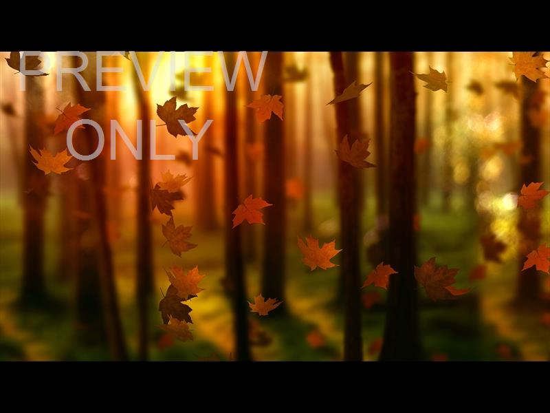 FALL WOODS 2 STILL