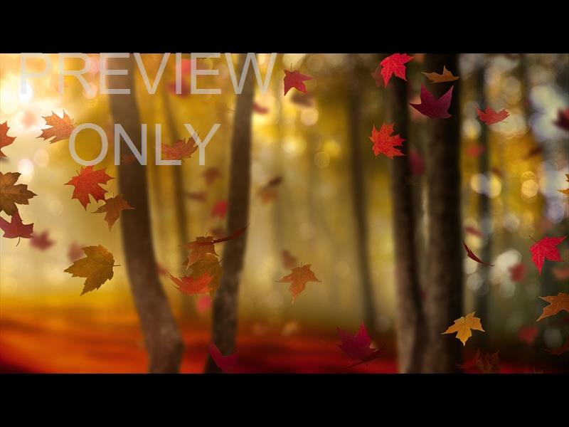 FALL WOODS 5 STILL