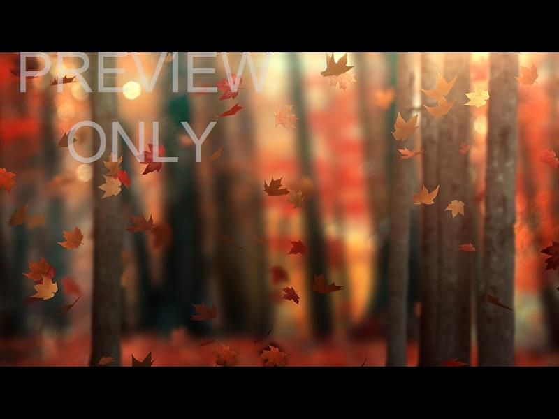 FALL WOODS 6 STILL