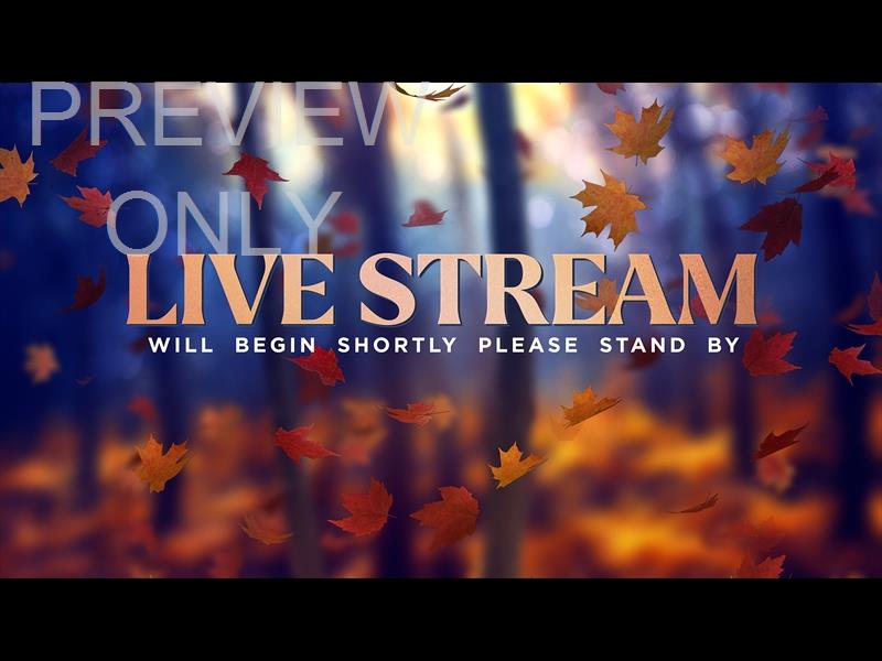 FALL WOODS LIVE STREAM STILL