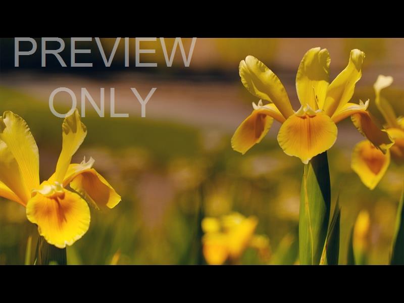 MOTHERS DAY GARDEN 11 STILL