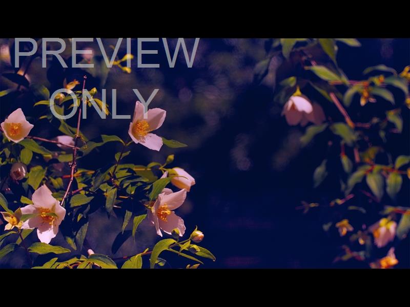 MOTHERS DAY GARDEN 13 STILL