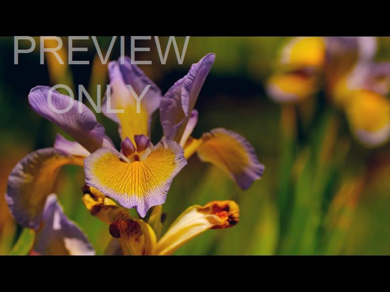 MOTHERS DAY GARDEN 14 STILL