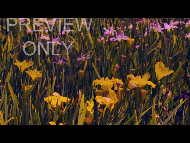 MOTHERS DAY GARDEN 5 STILL