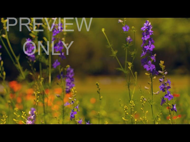 MOTHERS DAY GARDEN 7 STILL