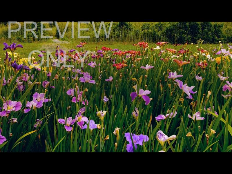 MOTHERS DAY GARDEN 9 STILL