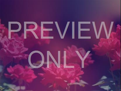 MOTHERS DAY ROSES 1 STILL