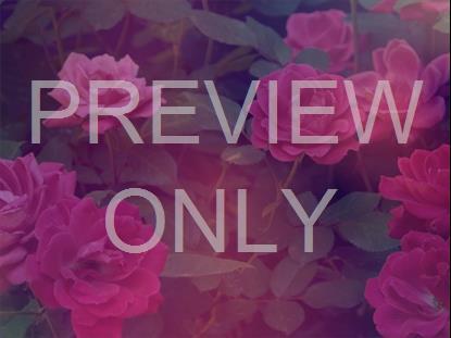 MOTHERS DAY ROSES 3 STILL