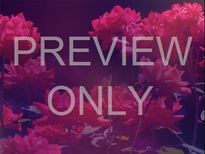 MOTHERS DAY ROSES 4 STILL