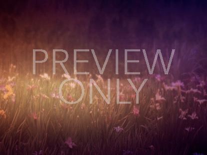 WILDFLOWER 2 STILL