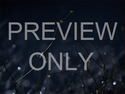 WINTER FROST 12 STILL