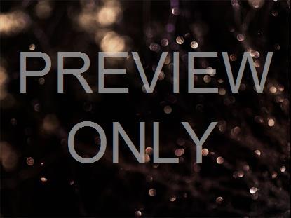 WINTER FROST 17 STILL