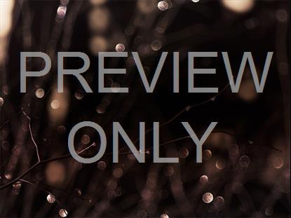 WINTER FROST 2 STILL