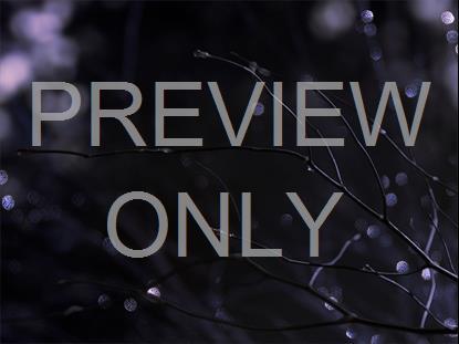 WINTER FROST 6 STILL