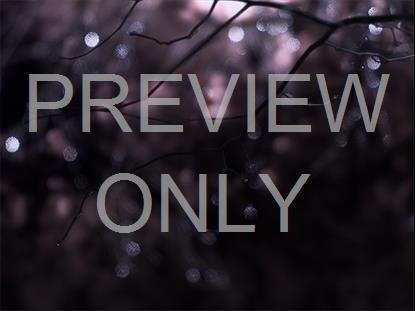 WINTER FROST 8 STILL