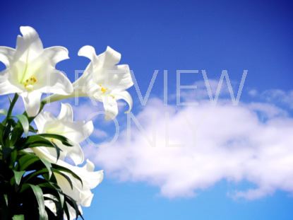 EASTER LILY SKY CLOUDS