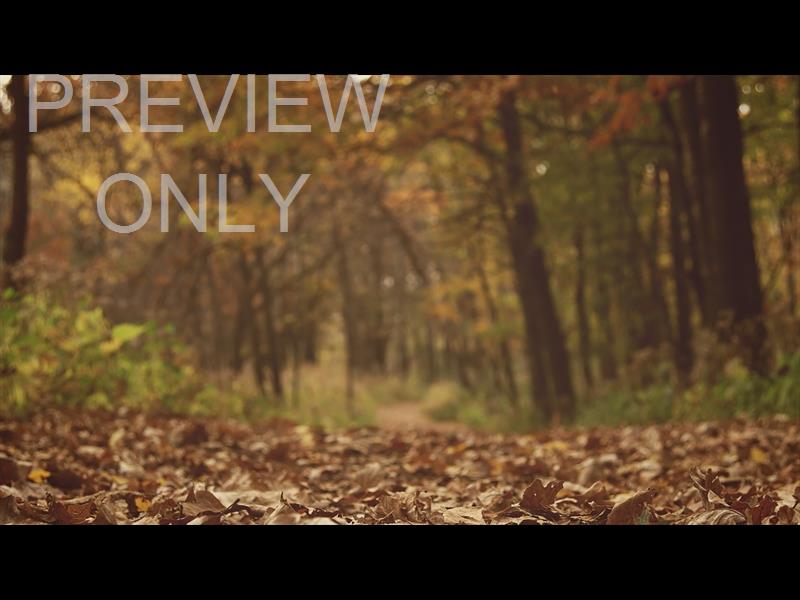 FALL COLORS FOREST PATH