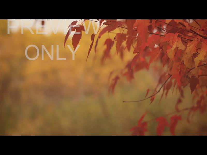 FALL COLORS RED LEAVES