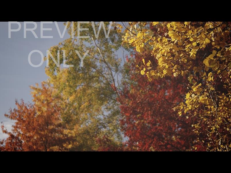 FALL COLORS VARIOUS TREES