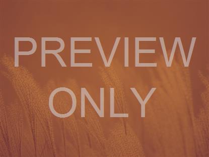 FALL FOCUS FUZZY GRASS CALM