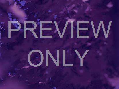 FALL FOCUS PURPLE NIGHT