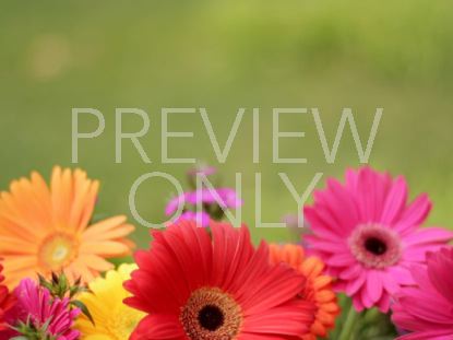 GERBER DAISIES SPRING STILL