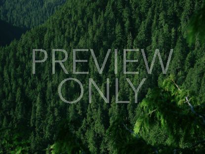 MOUNTAIN PINES CLOSE UP