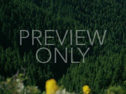 MOUNTAIN PINES YELLOW FLOWERS