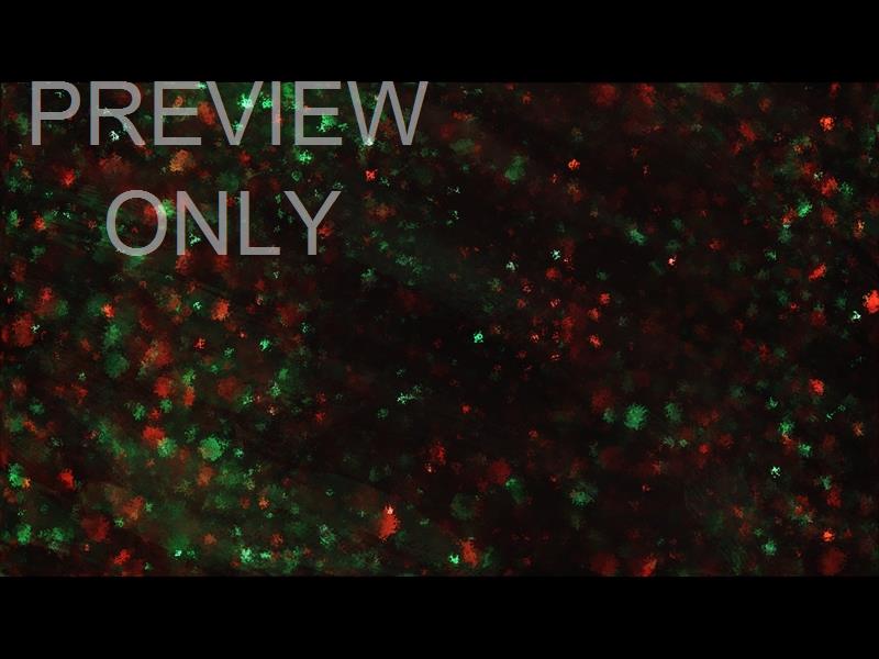 PAINT CANVAS CHRISTMAS COLORS STILL