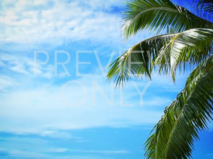 PALM TREE BLUE SKY CLOUDS