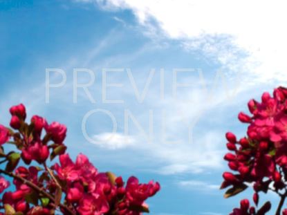 SPRING BLOOM PINK FLOWERS STILL