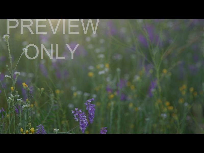 SUMMER WILDFLOWER COLORFUL