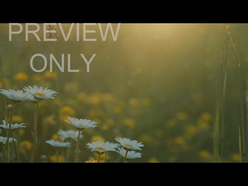 SUMMER WILDFLOWER DAISY CLOSEUP