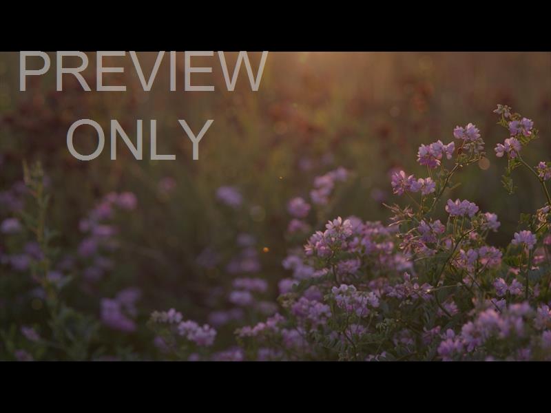 SUMMER WILDFLOWER PINK DUSK