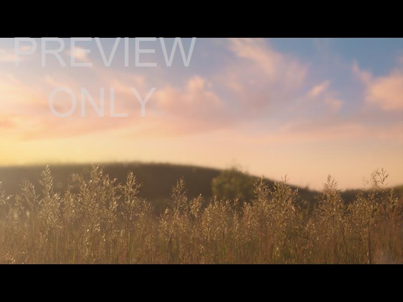 SUMMER WILDFLOWER SUNSET GRASS