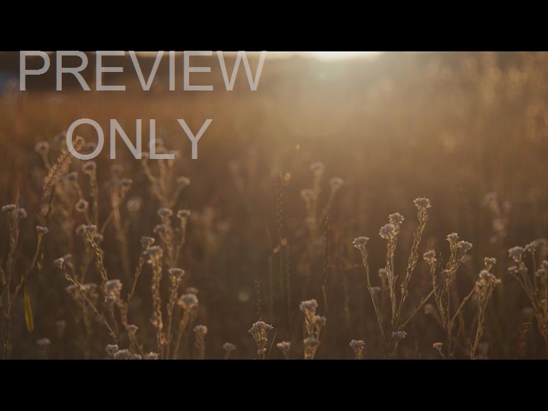 SUMMER WILDFLOWER WARM