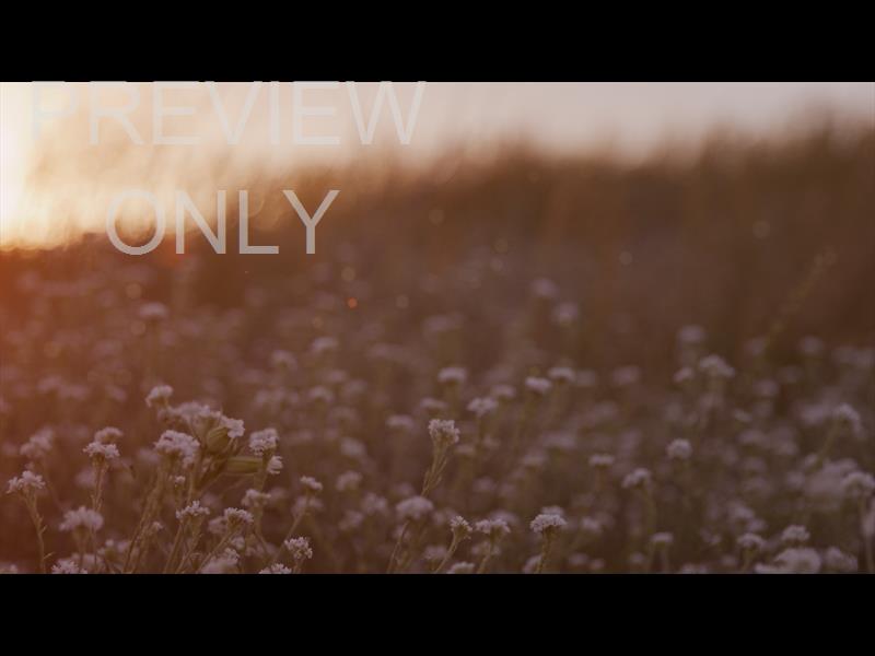 SUMMER WILDFLOWER WINDY