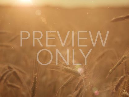 SUMMER WHEAT CLOSEUP BLUR