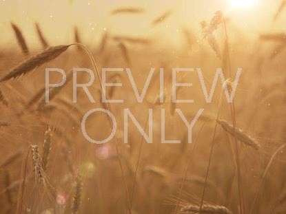 SUMMER WHEAT CLOSEUP FLARE