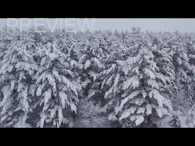 WINTER WOODS DRIFT STILL