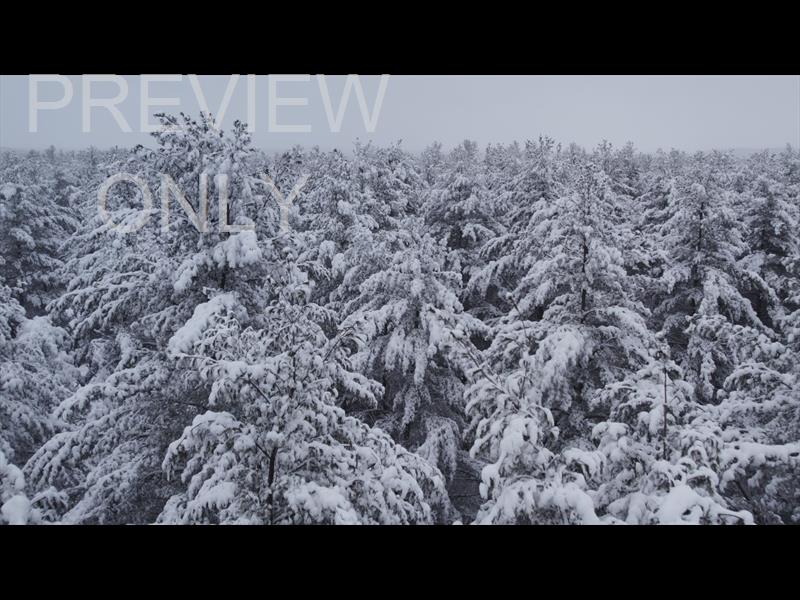 WINTER WOODS PINE PEAKS STILL